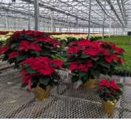 Red Poinsettia